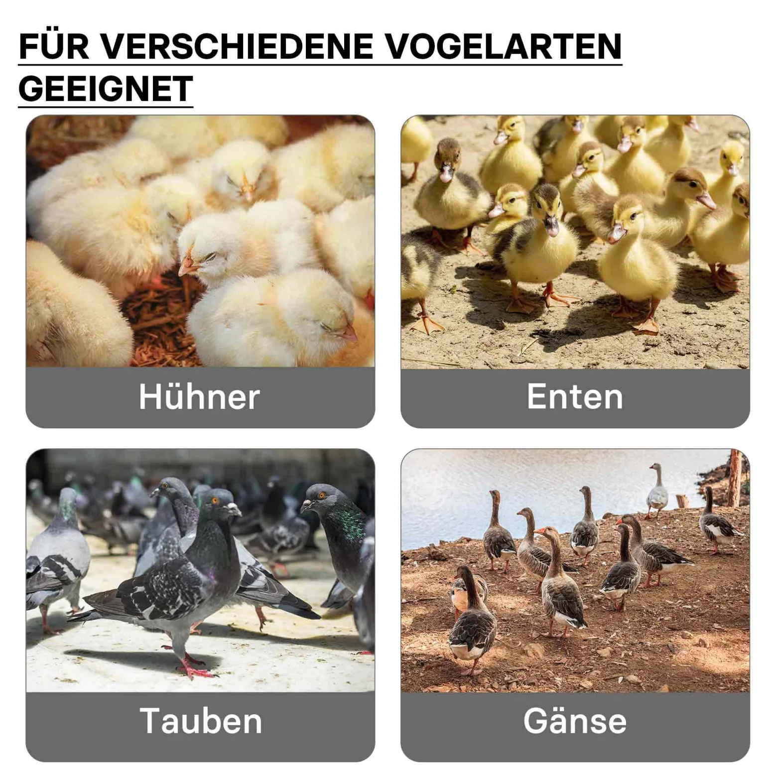 Fudajo 40x55cm Küken-Wärmeplatte mit Temperaturregler 50W Heizplatte für 40-45 Küken für Kunstbrut