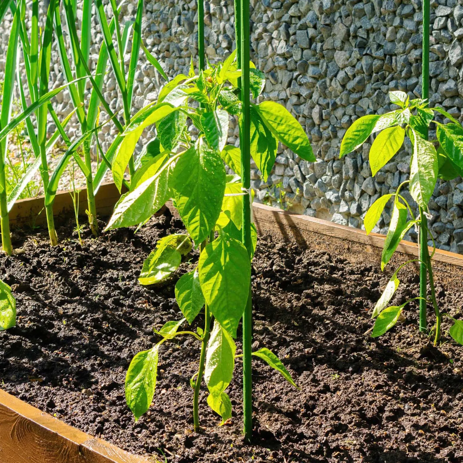 Toboli 20x Pflanzstäbe grün 60 cm Ø 8 mm Rankstäbe aus Metall und Kunststoff, Pflanzstangen für Tomaten und Kletterpflanzen