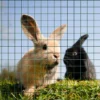 Wiltec Maschendrahtzaun Grün 1x10 m 100 cm Höhe 1,42 mm Stärke 25x25 mm Maschengröße, Volierendraht 4-Eck aus Stahl verzinkt, Drahtgitter, Vogeldraht